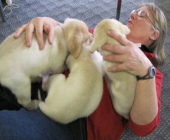 Journey of an Assistance dog 1