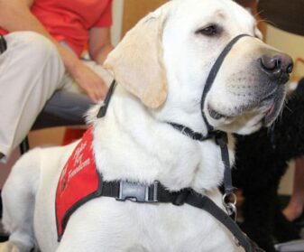 Journey of an Assistance dog 2