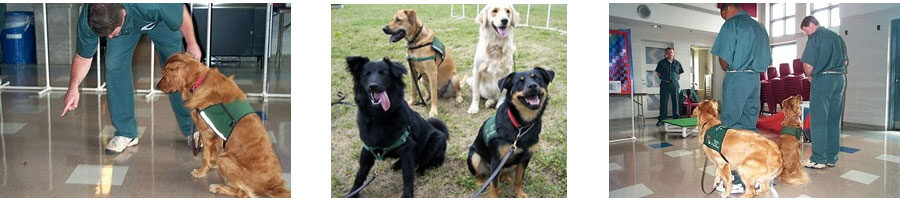 Journey of an Assistance dog 3