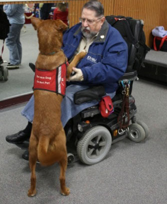 Journey of an Assistance dog 6