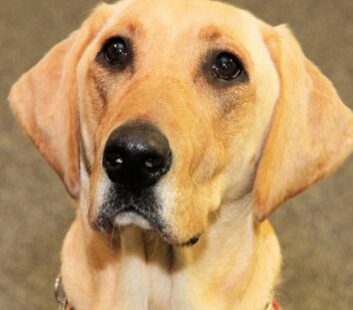 sponsorship-683x600-1